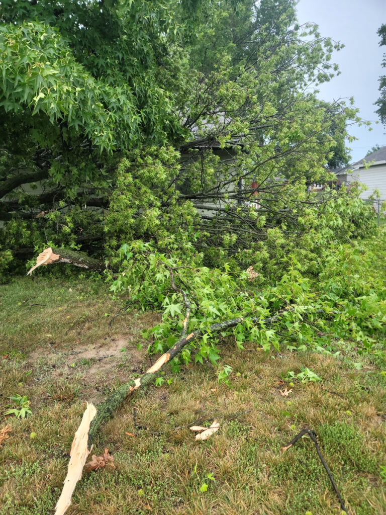 A fallen tree in the yard of a house.