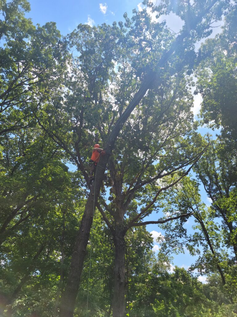 Tree professional trimming